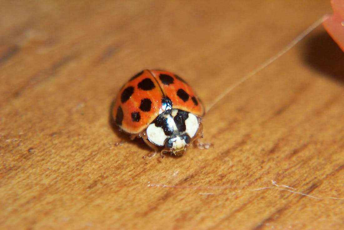 Dang beetles: Warm weather triggers Asian ladybug breakout