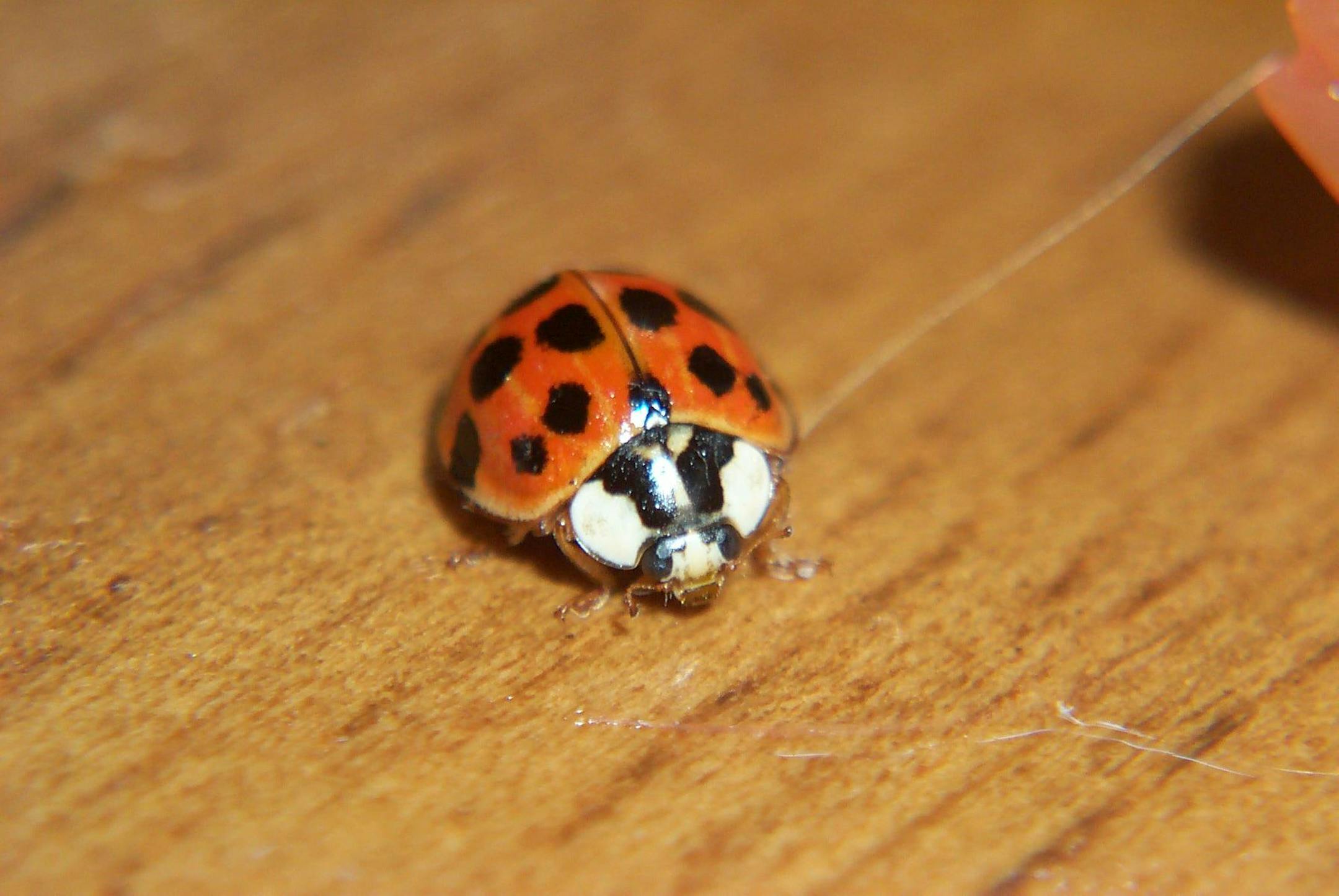 Asian lady beetle