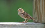 House sparrow is commonly confused with tree sparrow