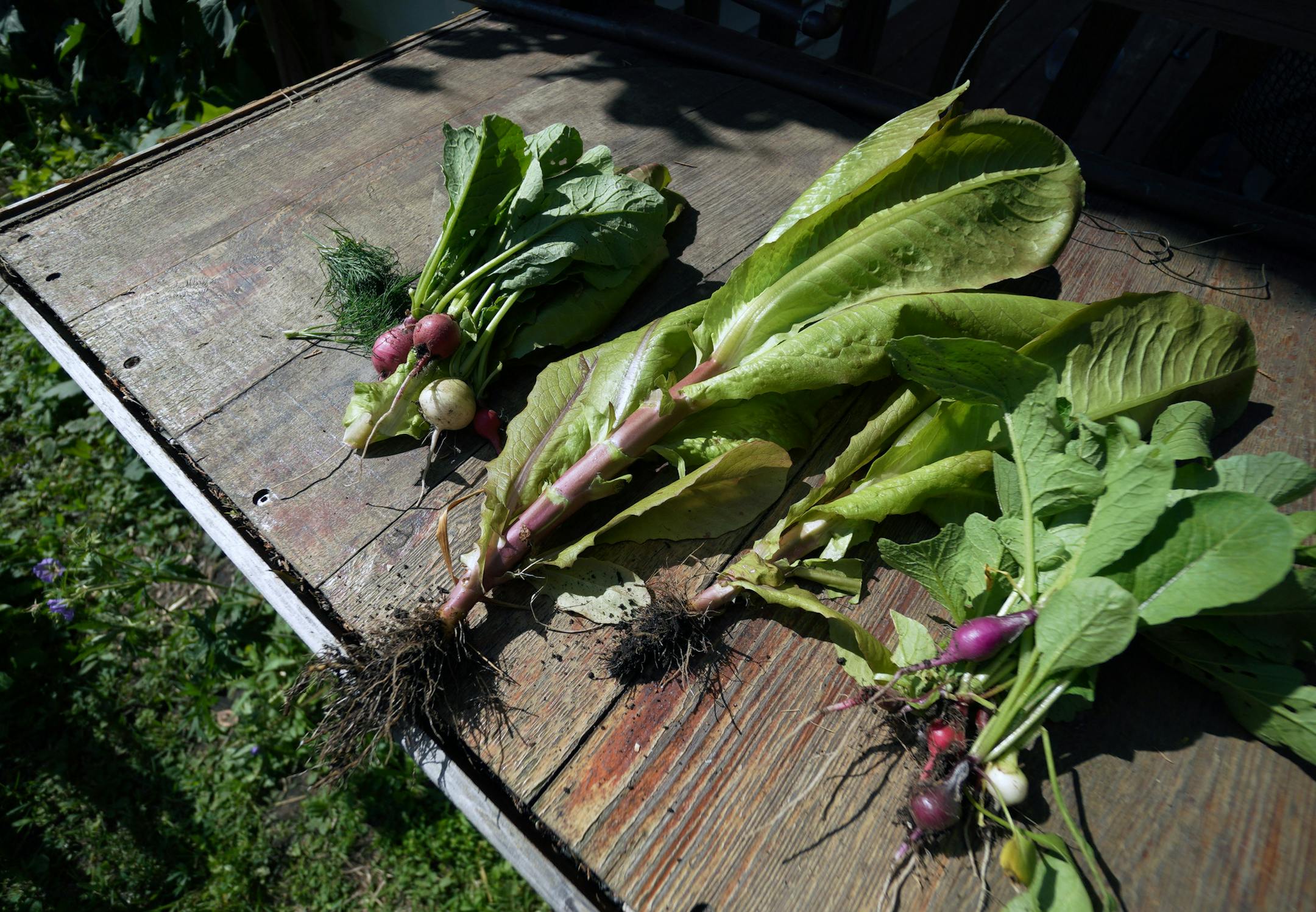 Fresh-picked veggies from the garden. "Just about every meal, we have something we grew," McDonnell-Forney said.