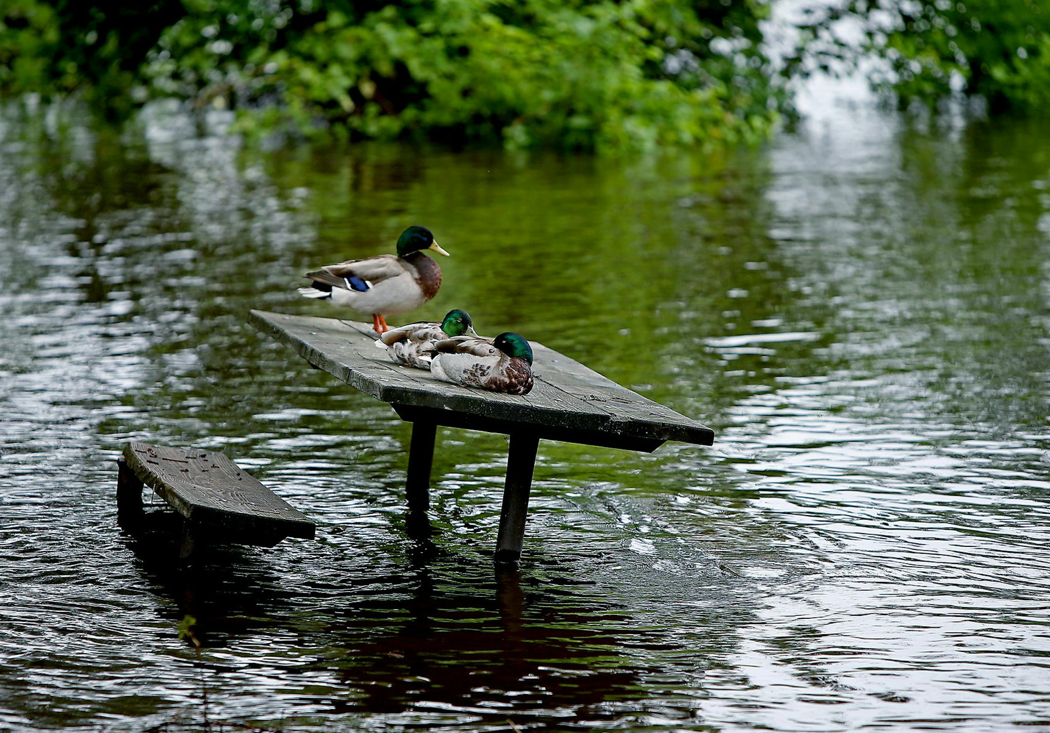 Some ducks found a dry spot along the flooded Mississippi River near the University of Minnesota on Friday after history-making rains pelted the state.