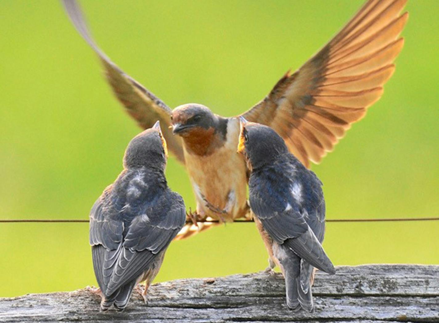 Barn swallows are among the North American bird species found to have
declined significantly in the past 30 years. The insects they feed to their chicks also are
disappearing, many of them victims of neonic insecticides.
credit: Jim Williams