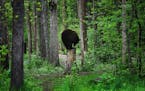 A black bear stood on a tree stump near a feeding station at the Vince Shute Wildlife Sanctuary in June 2019 in Orr, Minn.