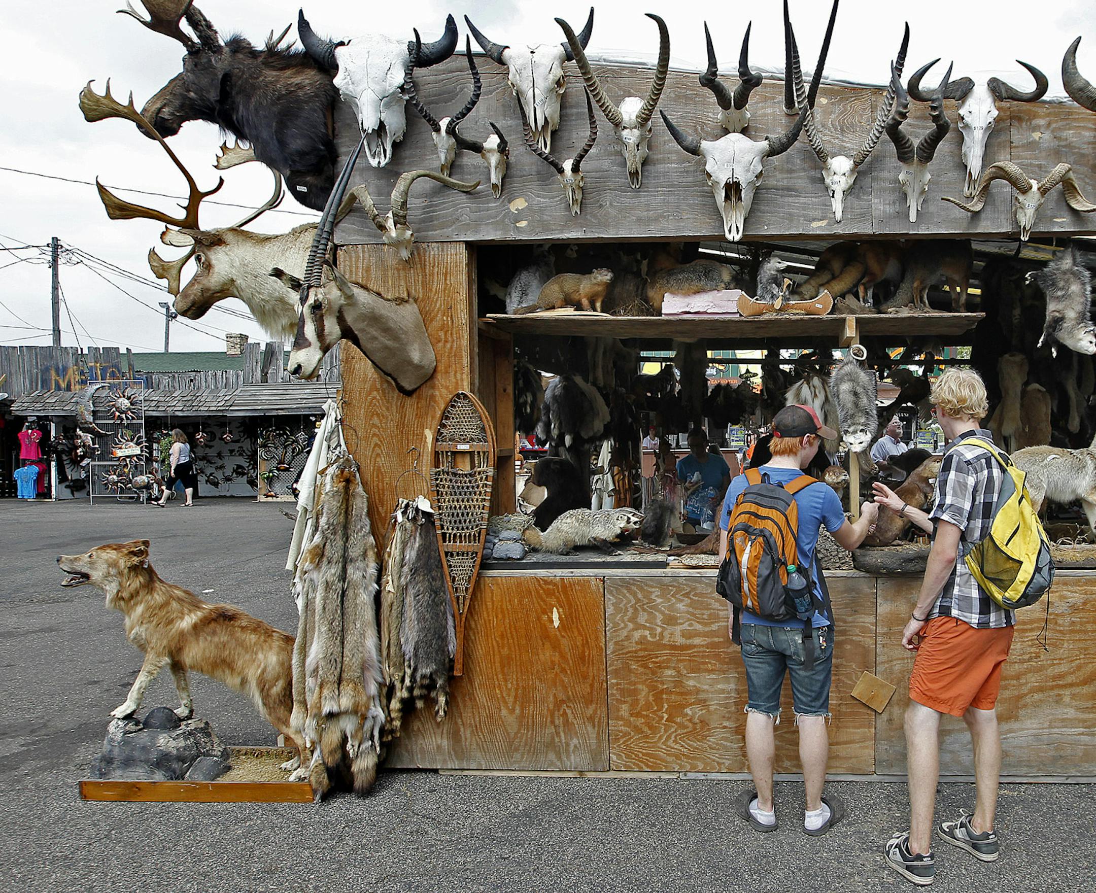 People visit Tony's Trading Center that is filled with mounted animals at Heritage Square at the Minnesota State Fair, Tuesday, August 27, 2013 in Falcon Heights, MN. After nearly 50 years and changing priorities, the State Fair's Heritage Square, tucked in a sleepy corner wrapped in nostalgia, is going to be overtaken as a transit hub. (ELIZABETH FLORES/STAR TRIBUNE) ELIZABETH FLORES &#x2022; eflores@startribune.com