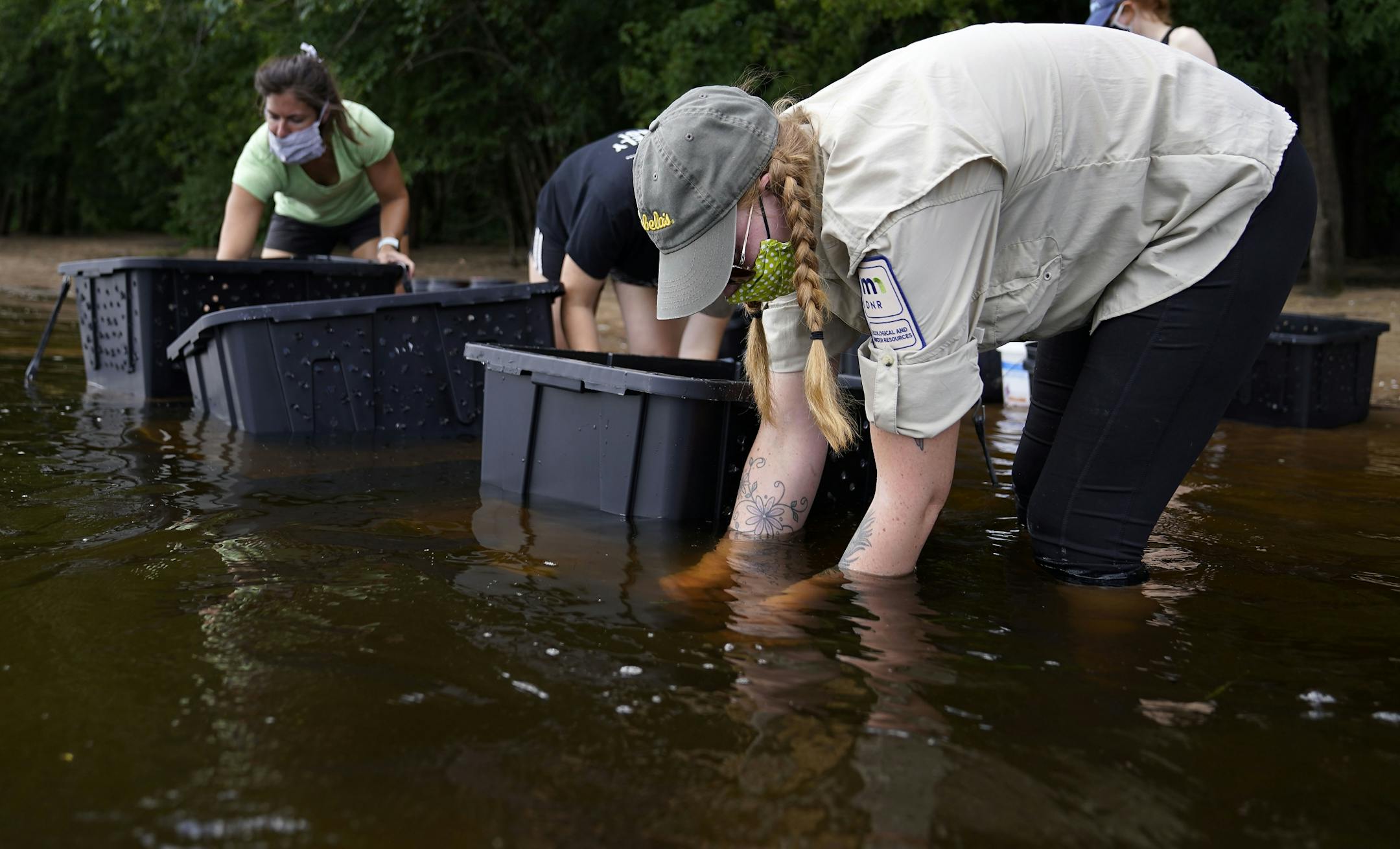 A Minnesota DNR crew transplanted 3,506 mussels native to Minnesota -- including Higgins' eye, bucket and snuffbox-- to grow in the waters of the St. Croix River, across from Hudson, WI, Tuesday in Lakeland, MN. Here, Minnesota Department of Natural Resources crew members Lindsay Ohlman, right to left, Anna Scheunemann and Madeline Pletta prepare totes for the mussels to be transplanted into to be placed in the St. Croix.