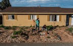 Jonathan Gómez and Edlin Símental work in the front garden of their home in Suisun City, Ca. They recently installed a laundry-to-landscape irrigati