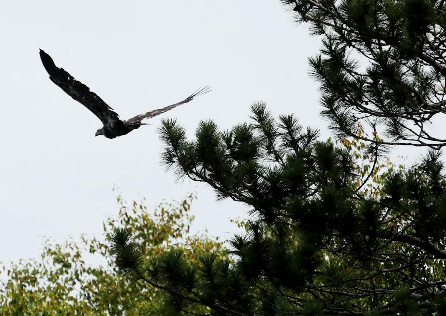 An immature bald eagle flies above the St. Louis River.