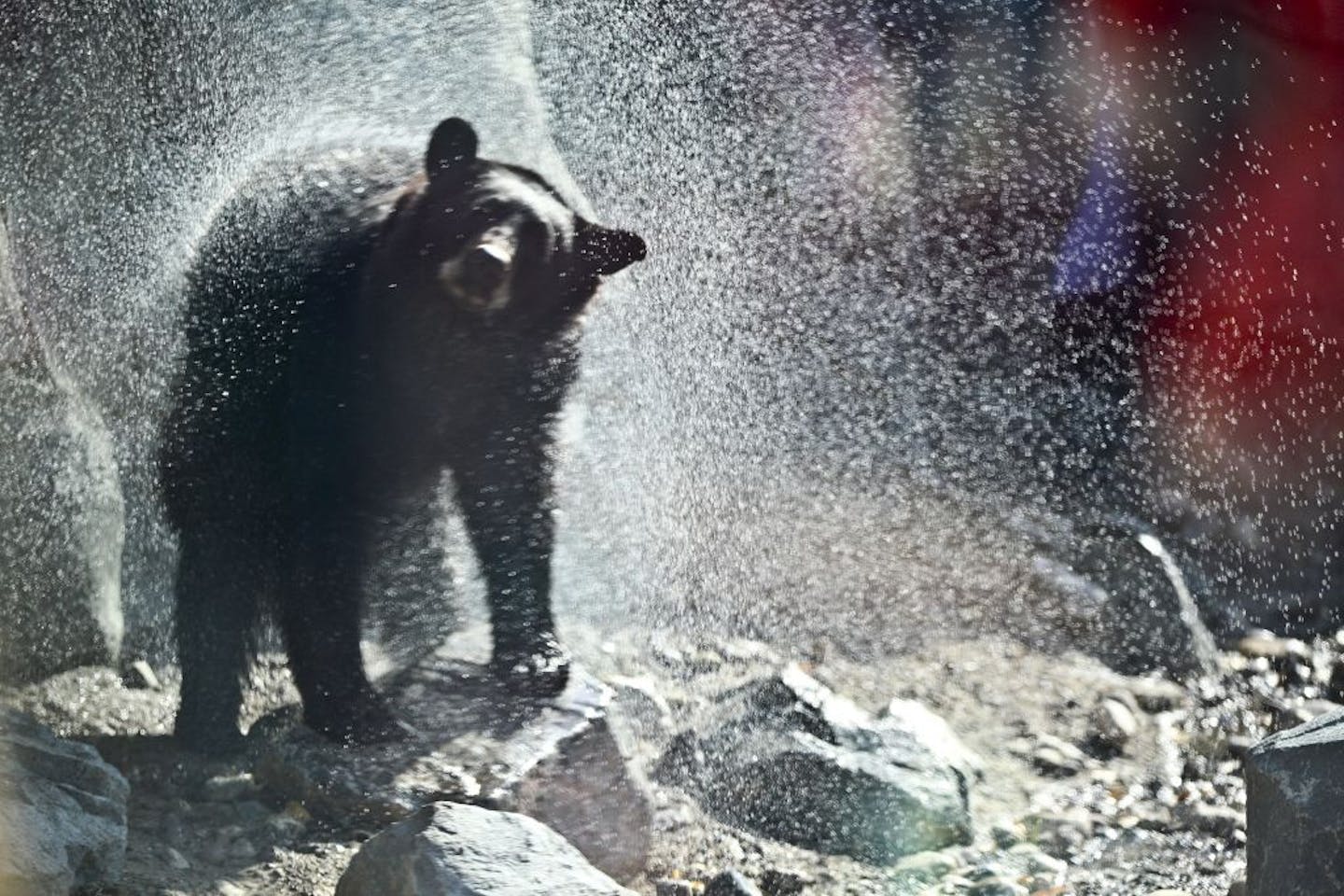 A bear shook off water after taking a dip in the pond at the new black bear exhibit on the Minnesota Trail at the Minnesota Zoo in Apple Valley, Minn., on Tuesday, September 11, 2012.