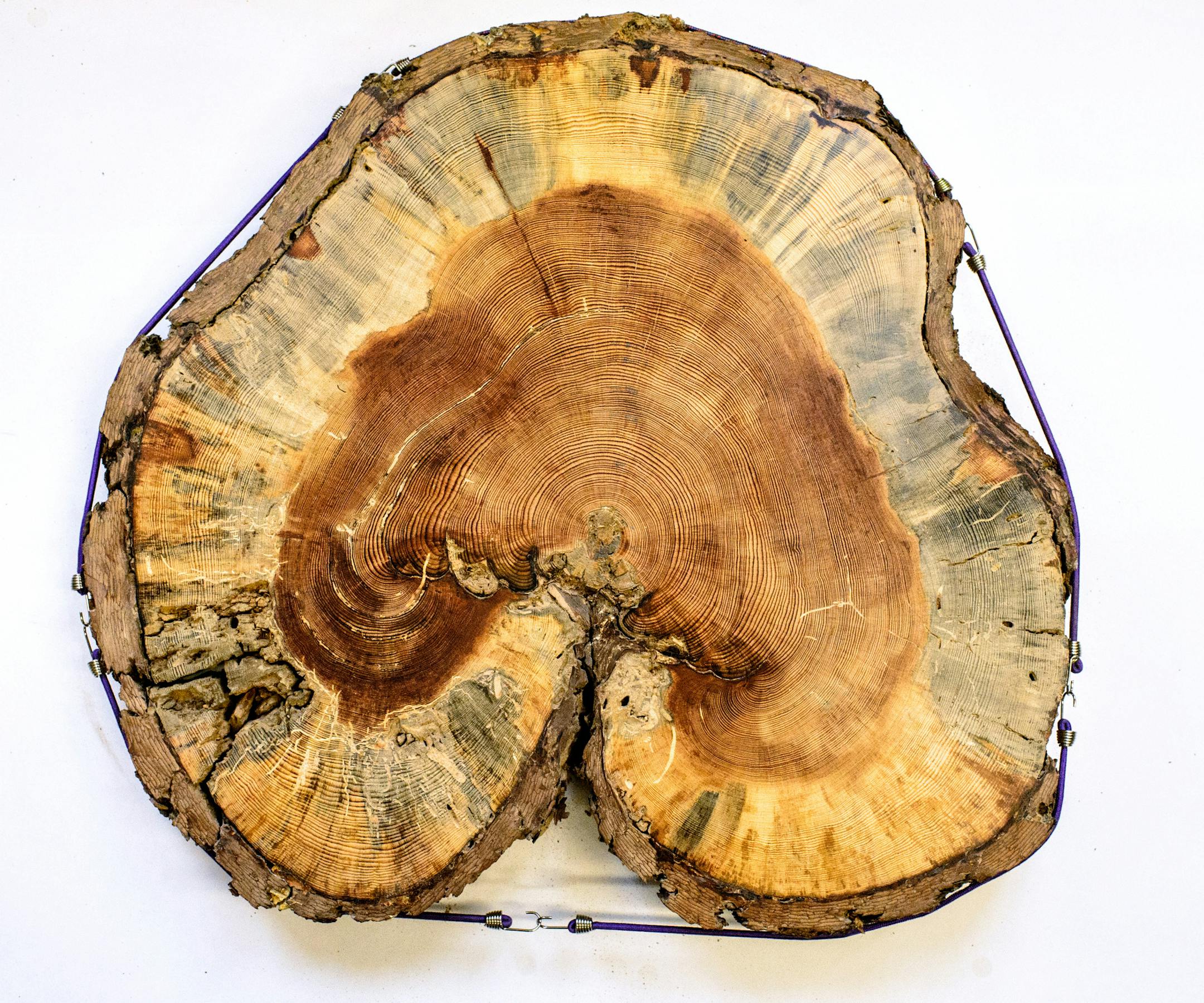 Cross section of a tree from Voyageurs National Park. The core started growing in 1769 and the outermost ring was formed in 2008.