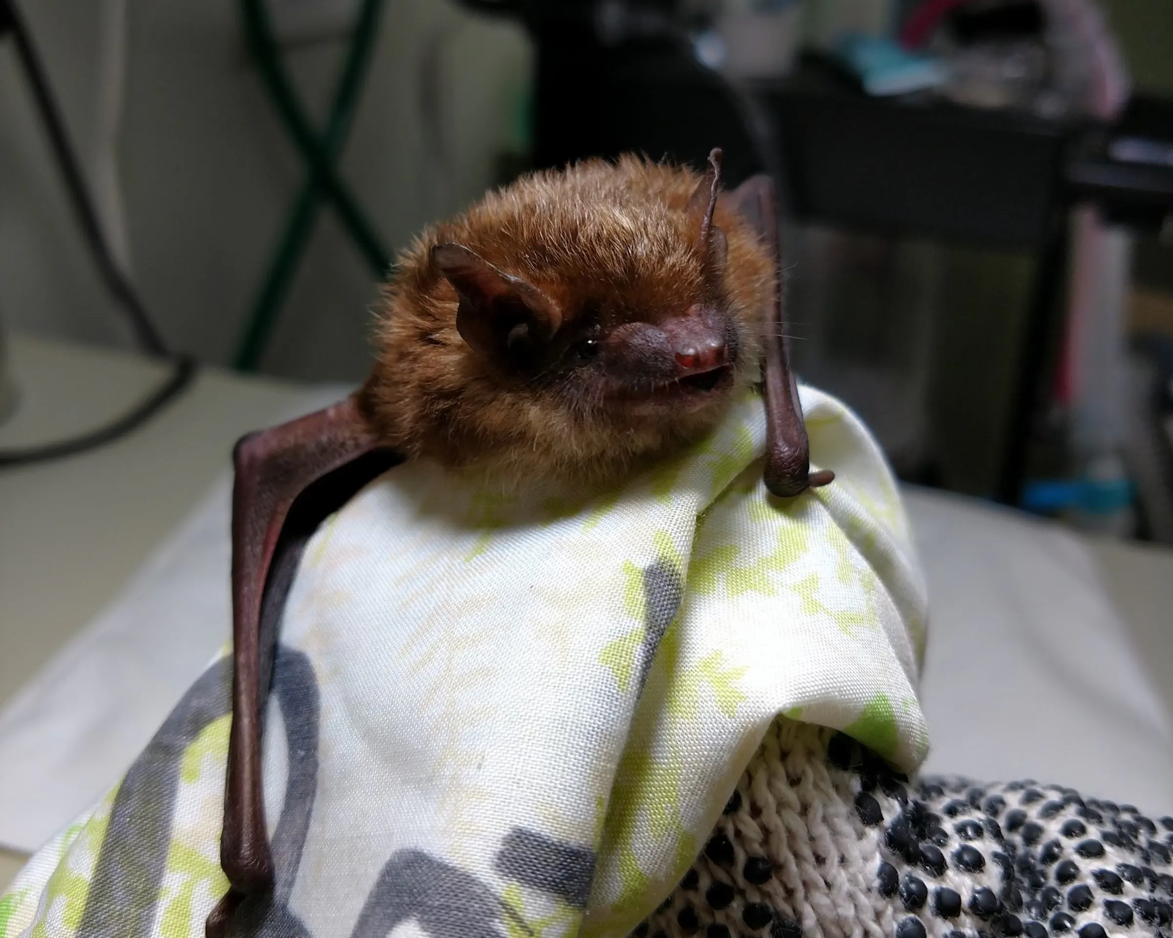 Minnesota Wildlife Rehab Center saves big brown bat colony