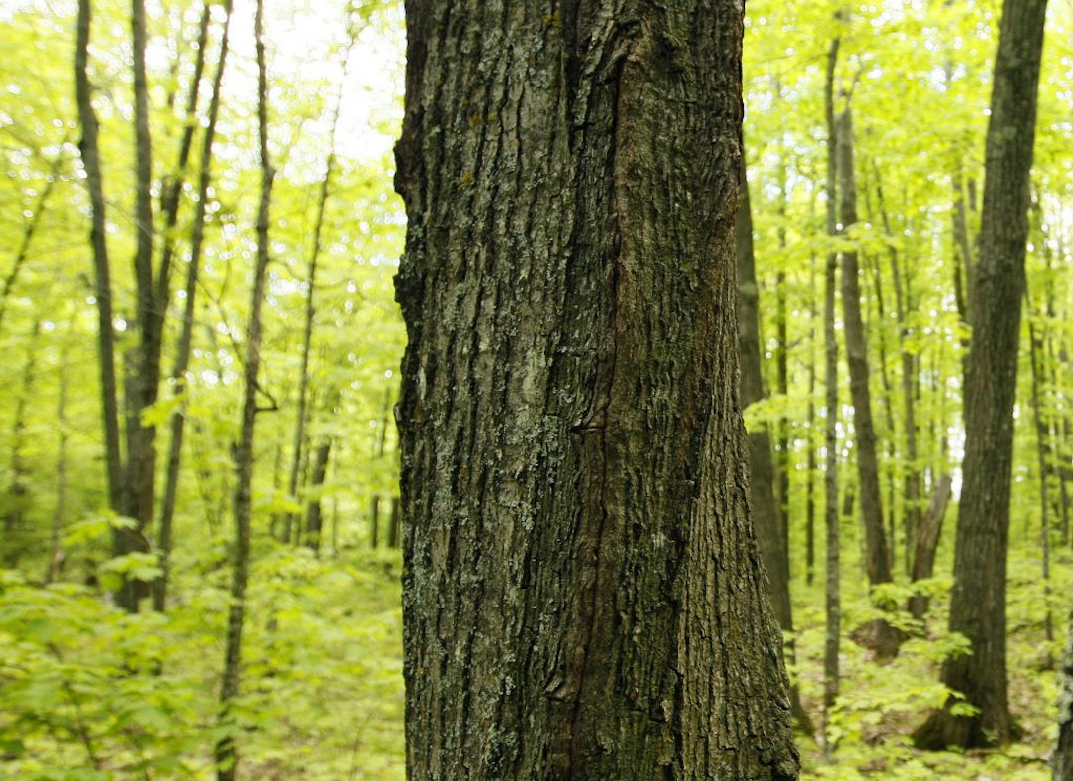 A hardwood stand contains trees of various ages on UPM Blandin Paper land, part of the Upper Mississippi Forest Project, in Grand Rapids, Minn.