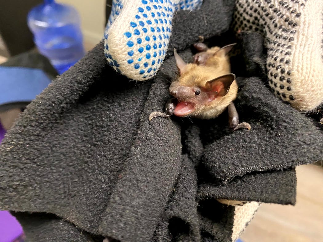 One of the big brown bats being cared for at the Wildlife Rehabilitation Center.