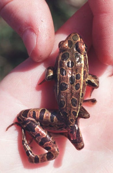 Young leopard frogs found by New Country School students in 1995 had missing or extra legs, misplaced eyes and other deformities.