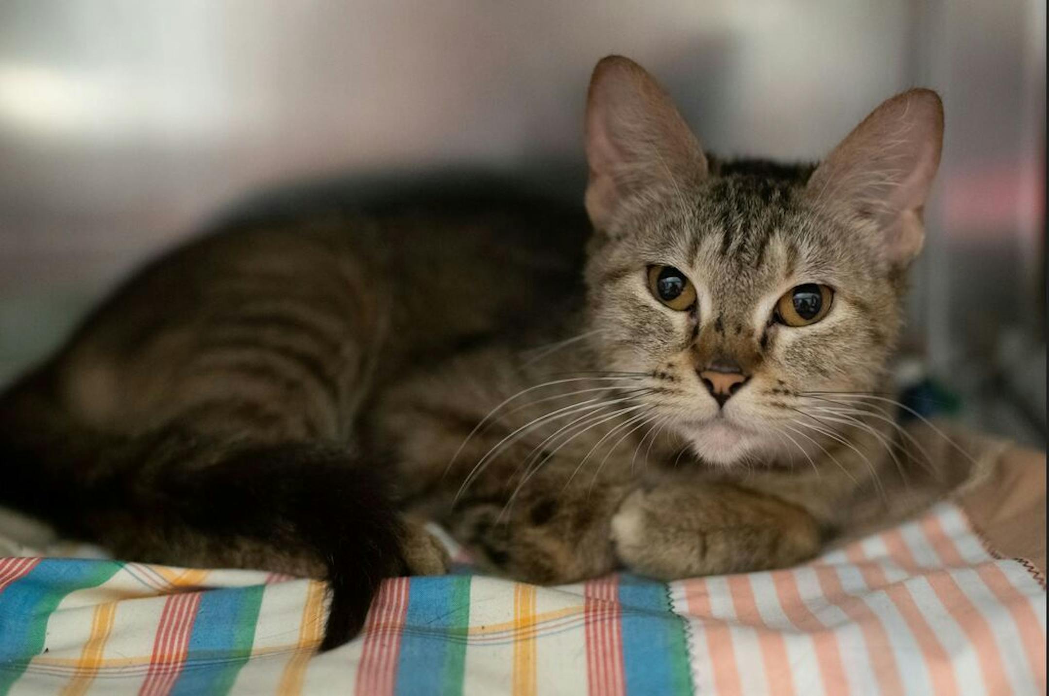 One of the 47 cats rescued from a hot vehicle Tuesday at a north metro rest area.