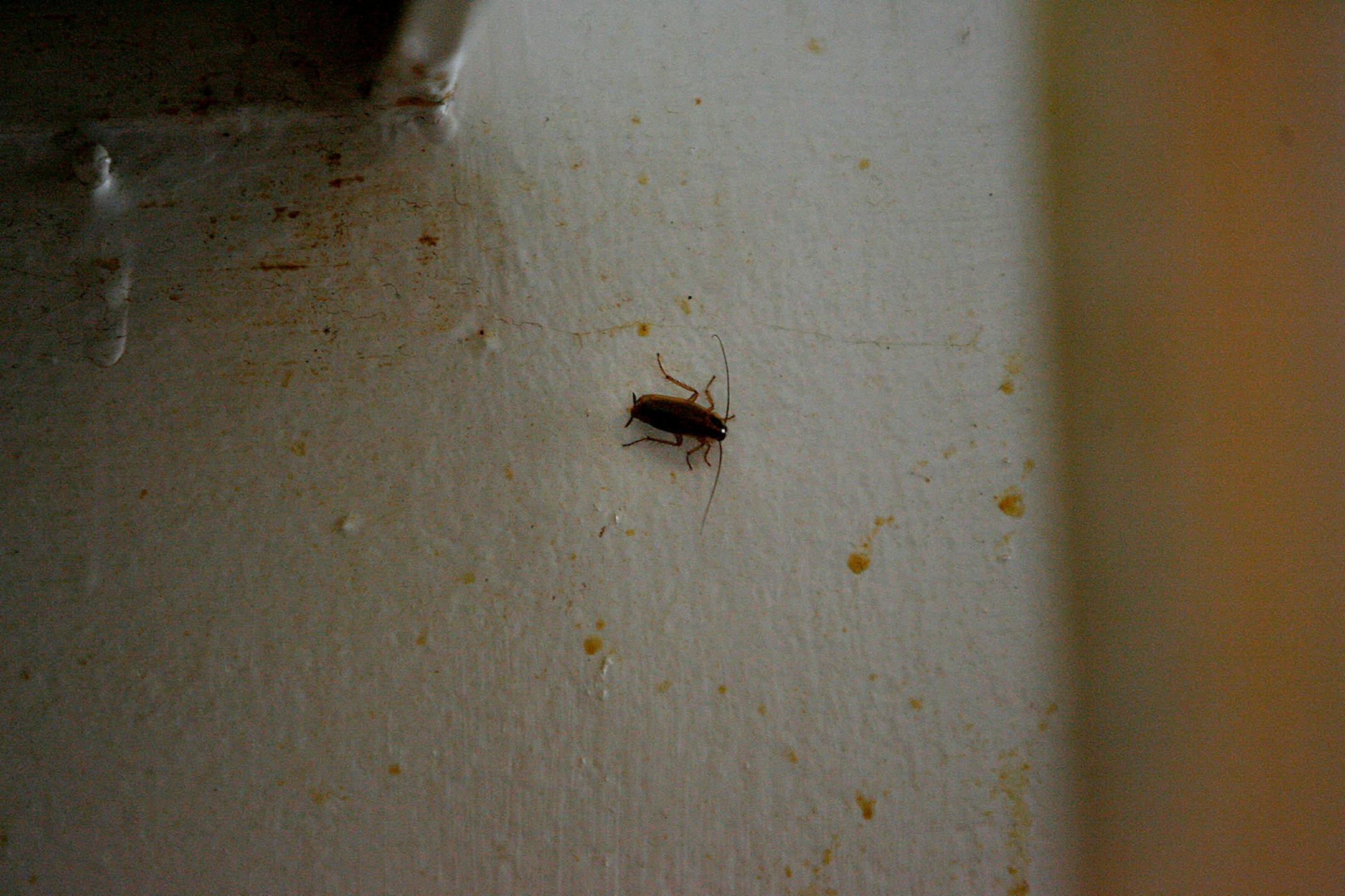 A roach made its way along one of Teresa Alcantor's apartment walls. Her building has been condemned.