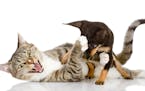 the cat fights with a dog. isolated on white background