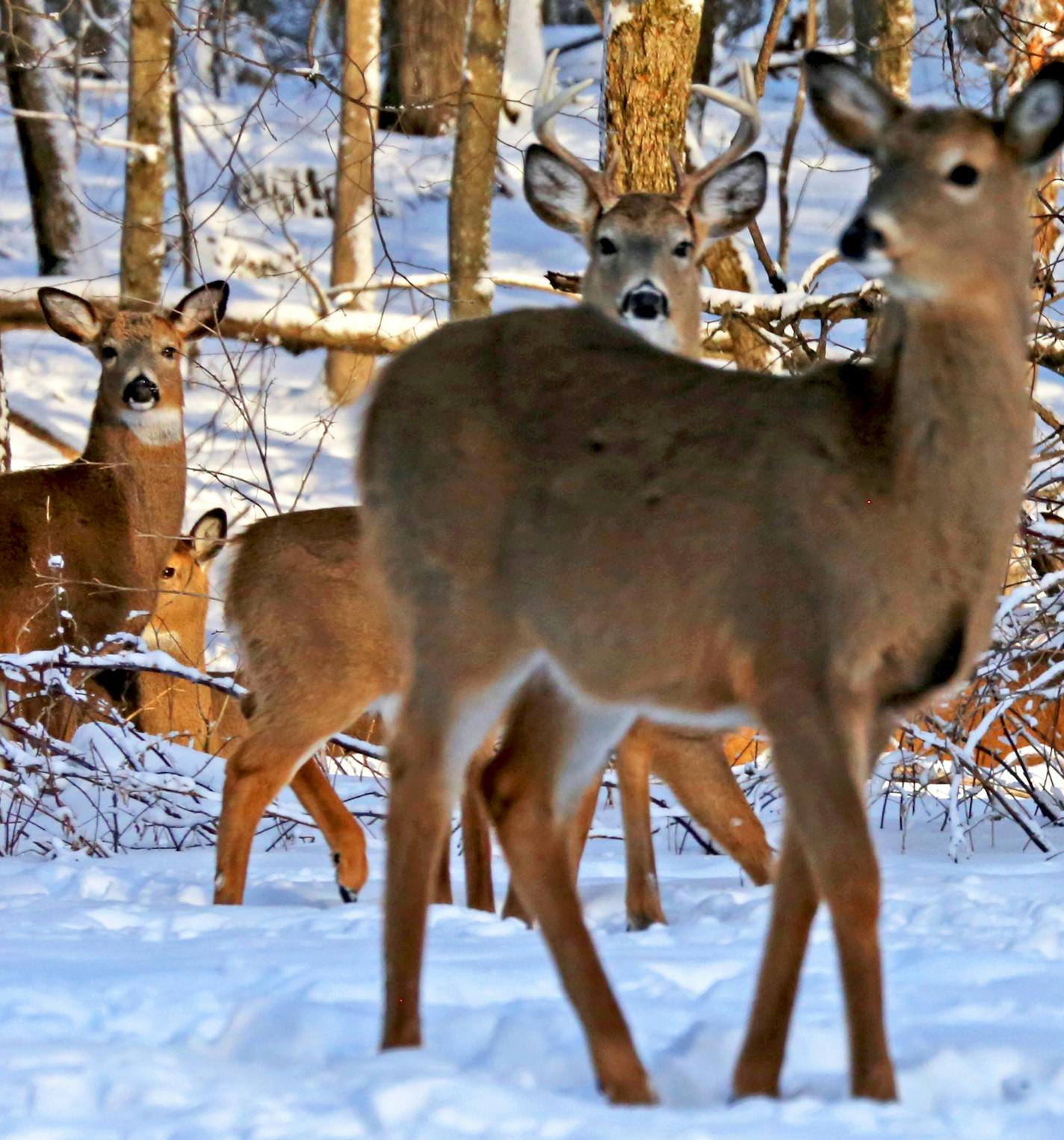 Deer in southeast Minnesota, where chronic wasting disease has been found in five whitetails, have yarded up for the winter, limiting movement near food and shelter sources.