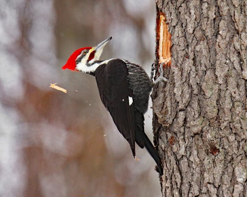 A pileated woodpecker with a large red crested head and prominent beak perches on a tree by a rectangularly shaped hole. A shard of wood can be seen falling away in the background.