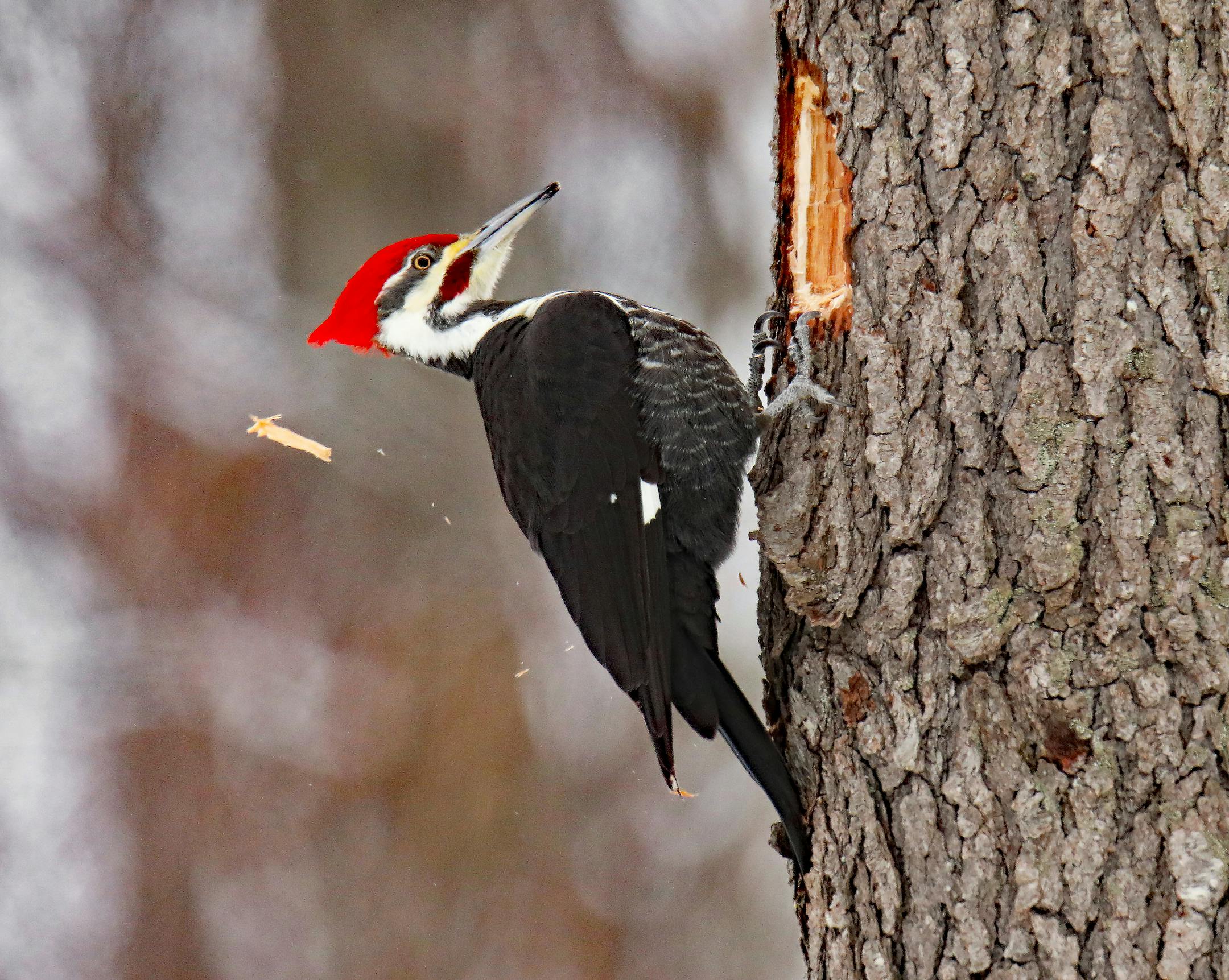 A pileated woodpecker with a large red crested head and prominent beak perches on a tree by a rectangularly shaped hole. A shard of wood can be seen falling away in the background.