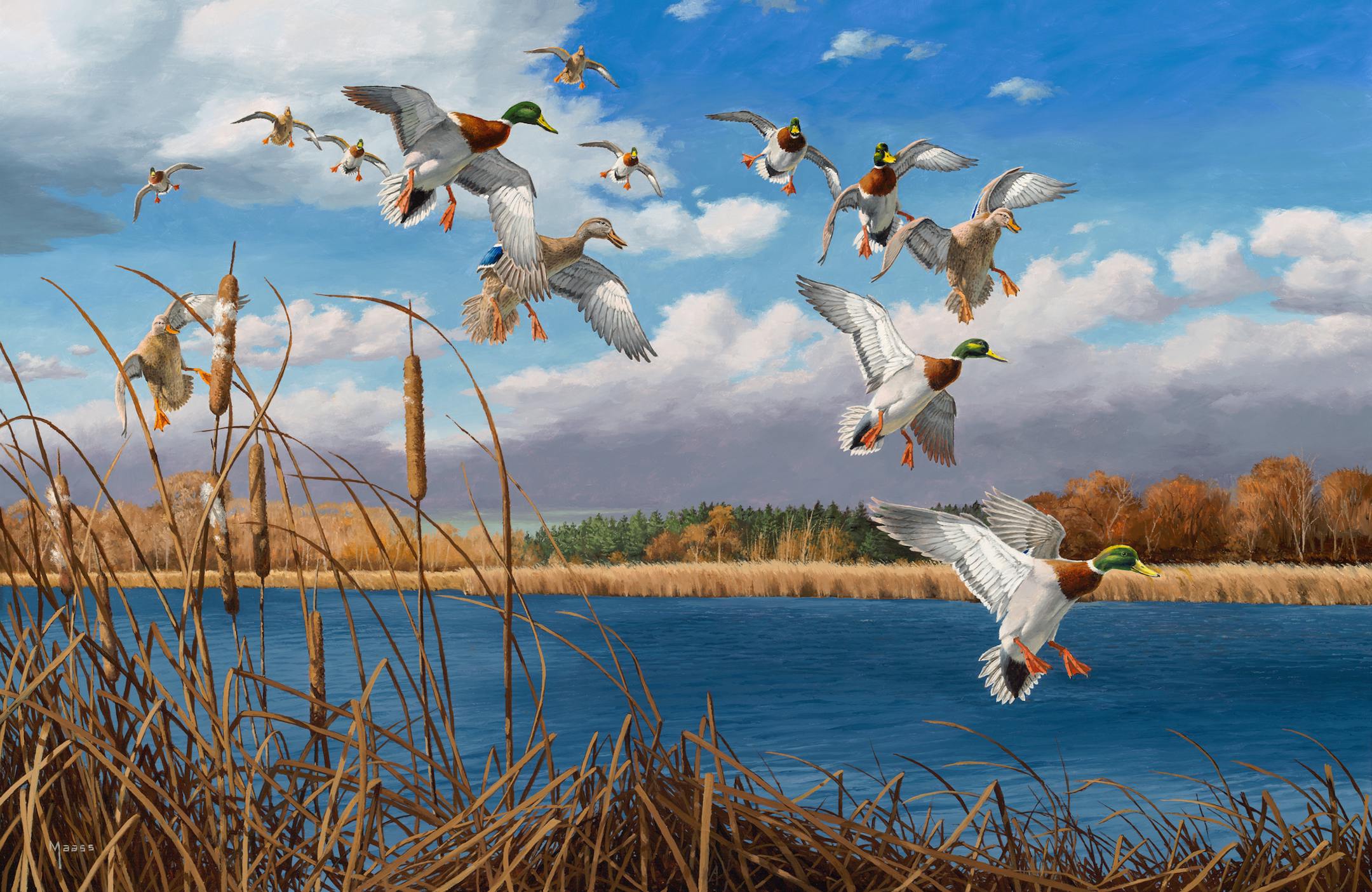 "Late Autumn Greenheads,'' by David Maass of Long Lake.