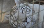A white tiger at a sanctuary in Florida. Tigers from Illinois-based All Things Wild will not be shown at the Dakota County Fair this year.