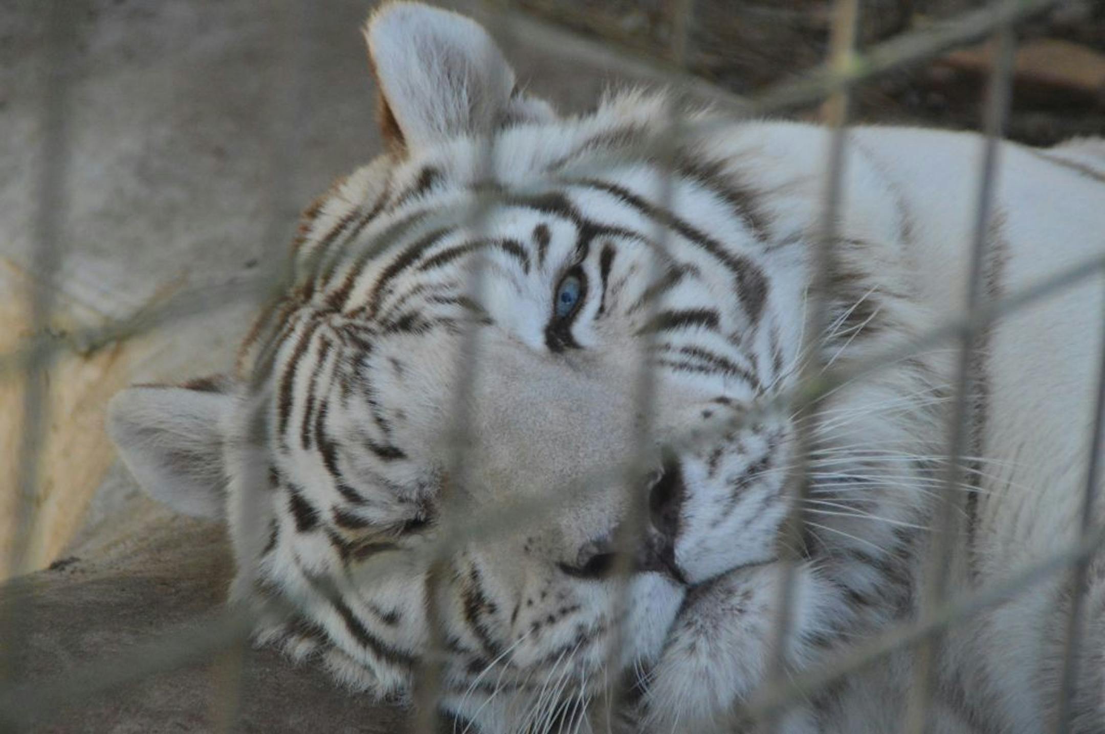 A white tiger at a sanctuary in Florida. Tigers from Illinois-based All Things Wild will not be shown at the Dakota County Fair this year.