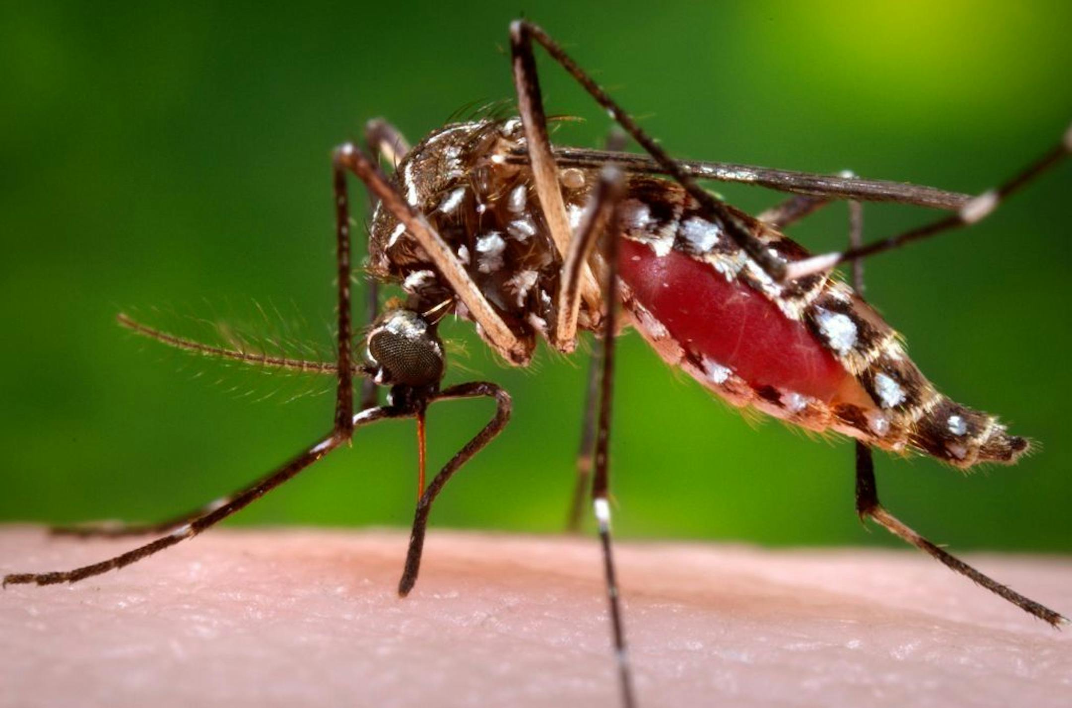 This 2006 photo provided by the Centers for Disease Control and Prevention shows a female Aedes aegypti mosquito in the process of acquiring a blood meal from a human host. Scientists believe the species originated in Africa, but came to the Americas on slave ships. It's continued to spread through shipping and airplanes. Now it's found through much of the world.