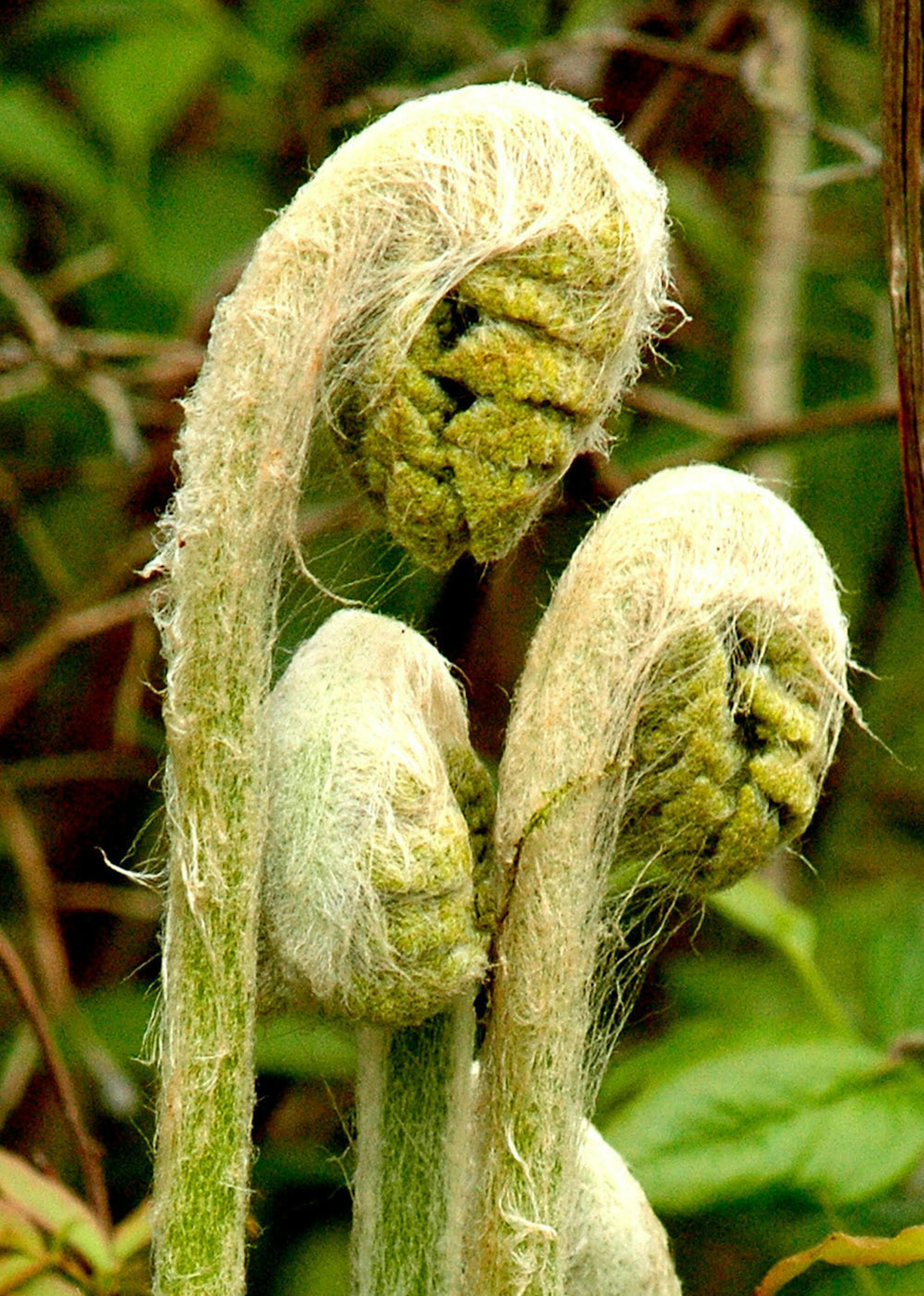 Species of fern are part of the enormous variety of life found in and around the Sax-Zim bog in St. Louis County.
Jim Williams, special to the Star Tribune