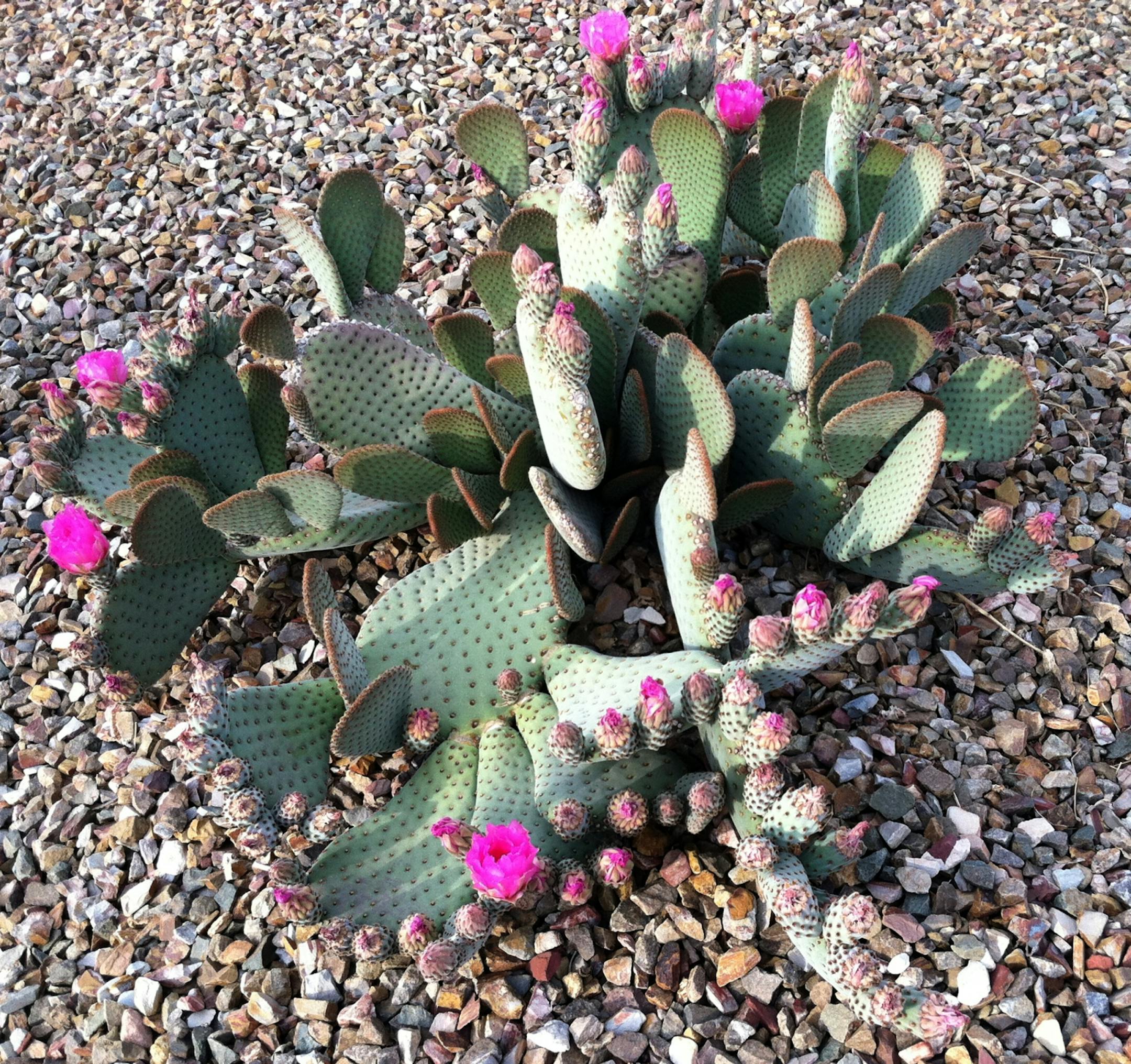 desert in bloom