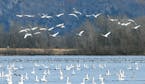 Thousands of Tundra Swans are massing on the Mississippi River