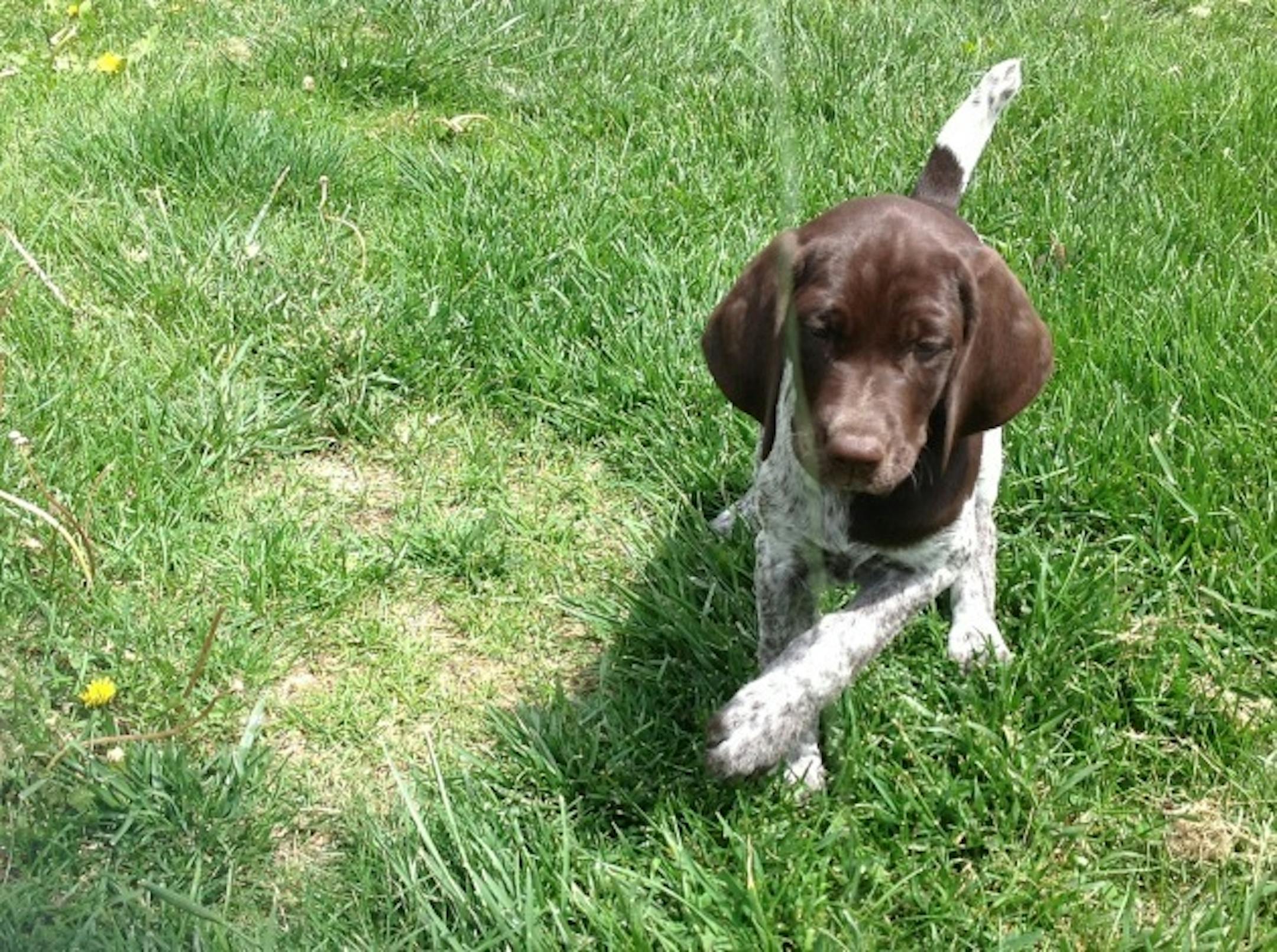 My new 10-week old shorthair named "Yzerman" (call name "Izzy")