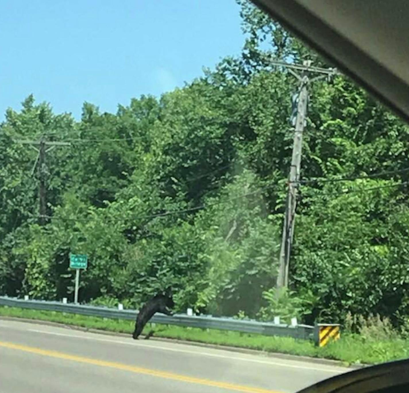 A bear hopped over a guardrail near Lord Fletcher's tavern on Saturday afternoon. Authorities later shot and killed it, deeming it a public safety hazard.