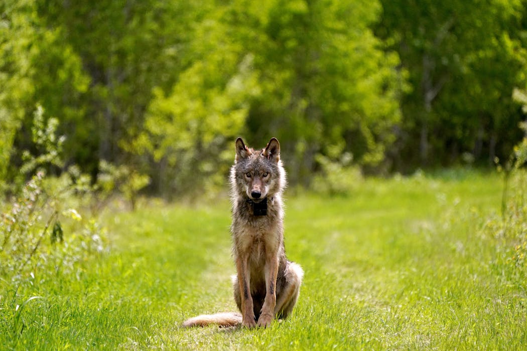 A gray wolf seen in 2021 in Kabetogama, Minn.