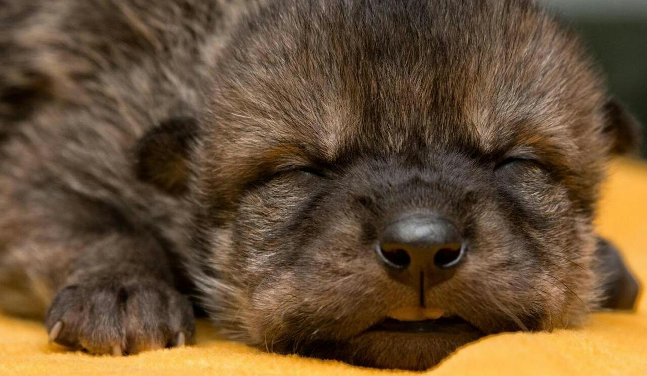 A wolf pup, born at the Endangered Wolf Center, during a health exam before it is placed in the wild in April 2018. (Courtesey of the Endangered Wolf Center/TNS)