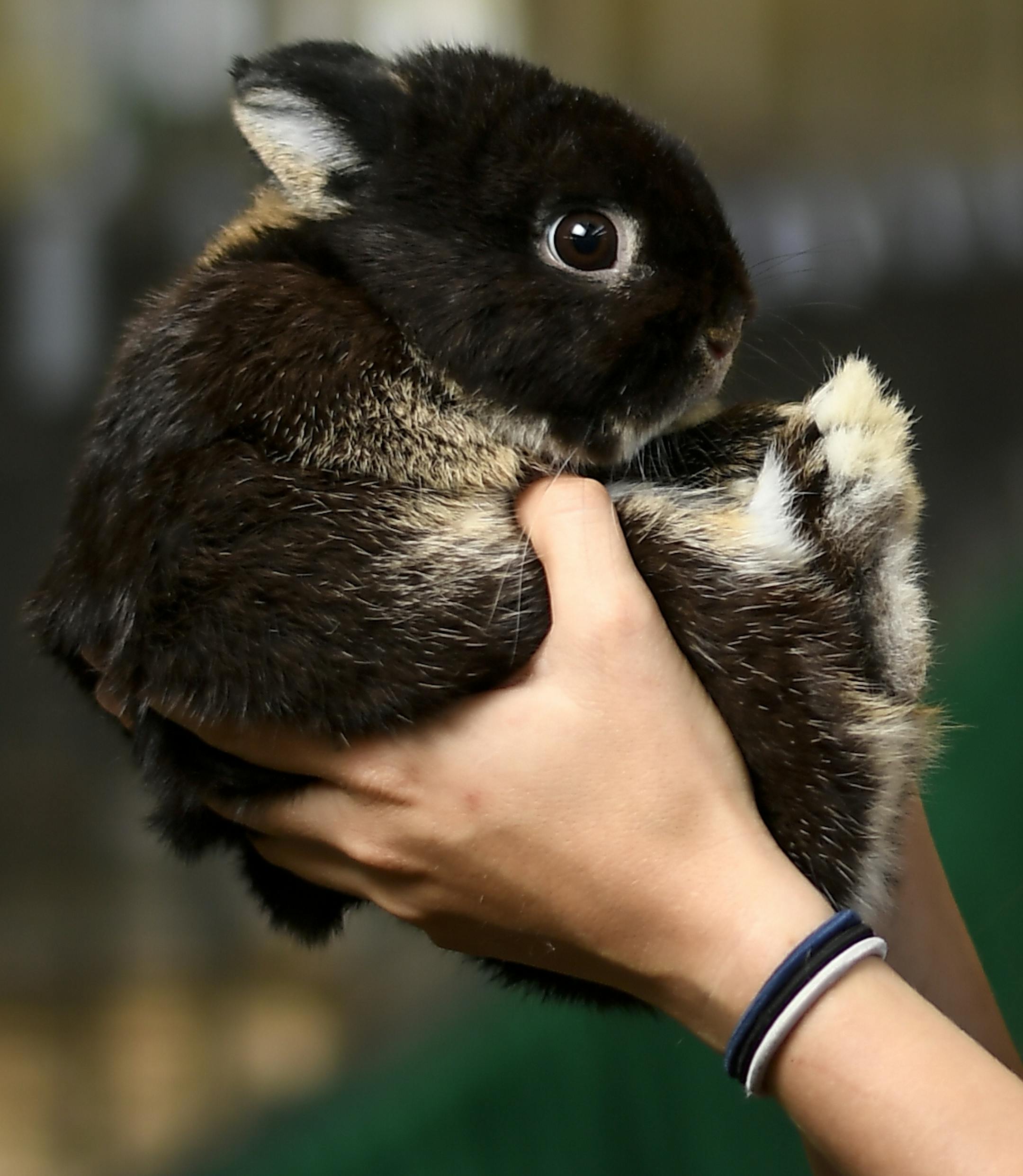 Malarie Boone, 18, of Olmsted County, held her Netherland dwarf rabbit, "Nate," Wednesday in the sheep and poultry barn. "He has a very outgoing, cuddly personality," Boone says of Nate. ] AARON LAVINSKY • aaron.lavinsky@startribune.com 4-H kids and their animals at the Minnesota State Fair photographed Wednesday, Aug. 22, 2018.