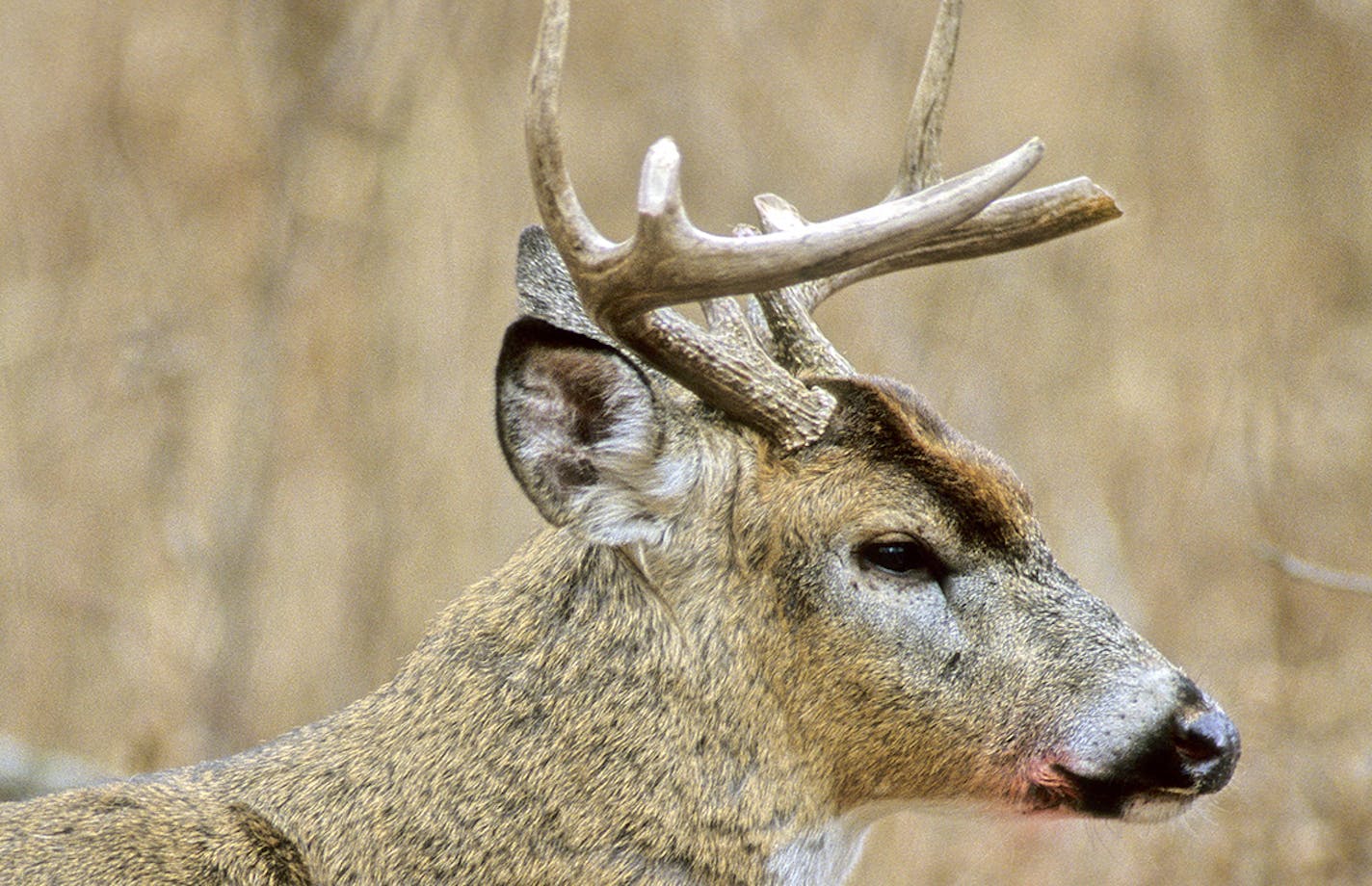 DO NOT USE! ONE-TIME USE WILL BILL MARCHEL COPY ONLY! Photo by Bill Marchel. This whitetail buck broke three antler tines while fighting another buck. Also note the blood at the corner of its mouth.