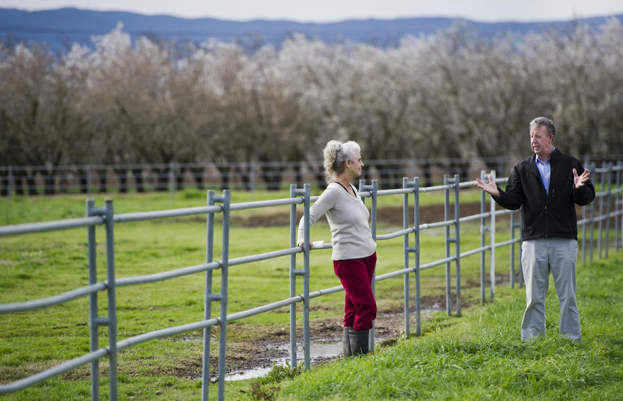 John Madigan, right, a veterinary professor and specialist in equine and comparative neurology at UC Davis, talks with Ellen Jackson, owner of Victory Rose Thoroughbreds ranch, on Feb. 11, 2015 in Vacaville, Calif. Madigan and others are seeking to make the connection between the amount of neurosteroids in the foals born with maladjustment syndrome. (Lezlie Sterling/Sacramento Bee/TNS)