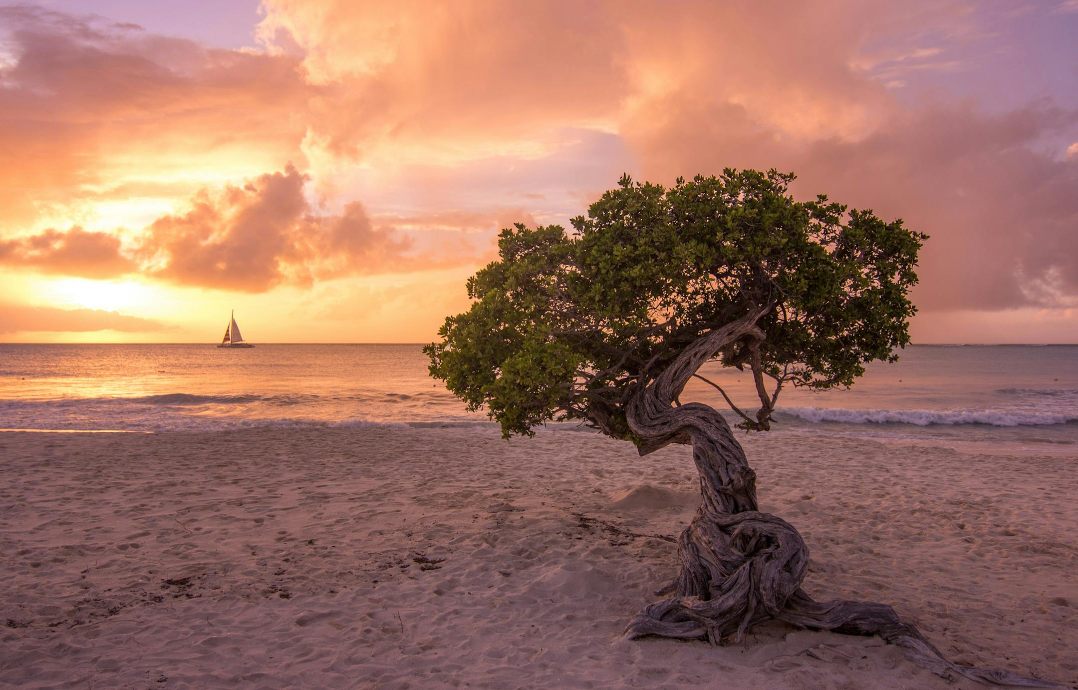 Sunset at Eagle Beach with a Divi Tree in the foreground, Aruba, Dutch West Indies.
Mick Richards, Burnsville, MN Where were you when you took this photo? What does it show? This was taken in Aruba and the tree in the foreground is called a Divi tree, it looks like a bonsai tree. As the sun was setting the sailboat appeared on the horizon. The boat appeared in the frame for about 15 seconds or so and I took about 12 shots trying to get the boat in the frame. It was a lucky shot! What equipment d