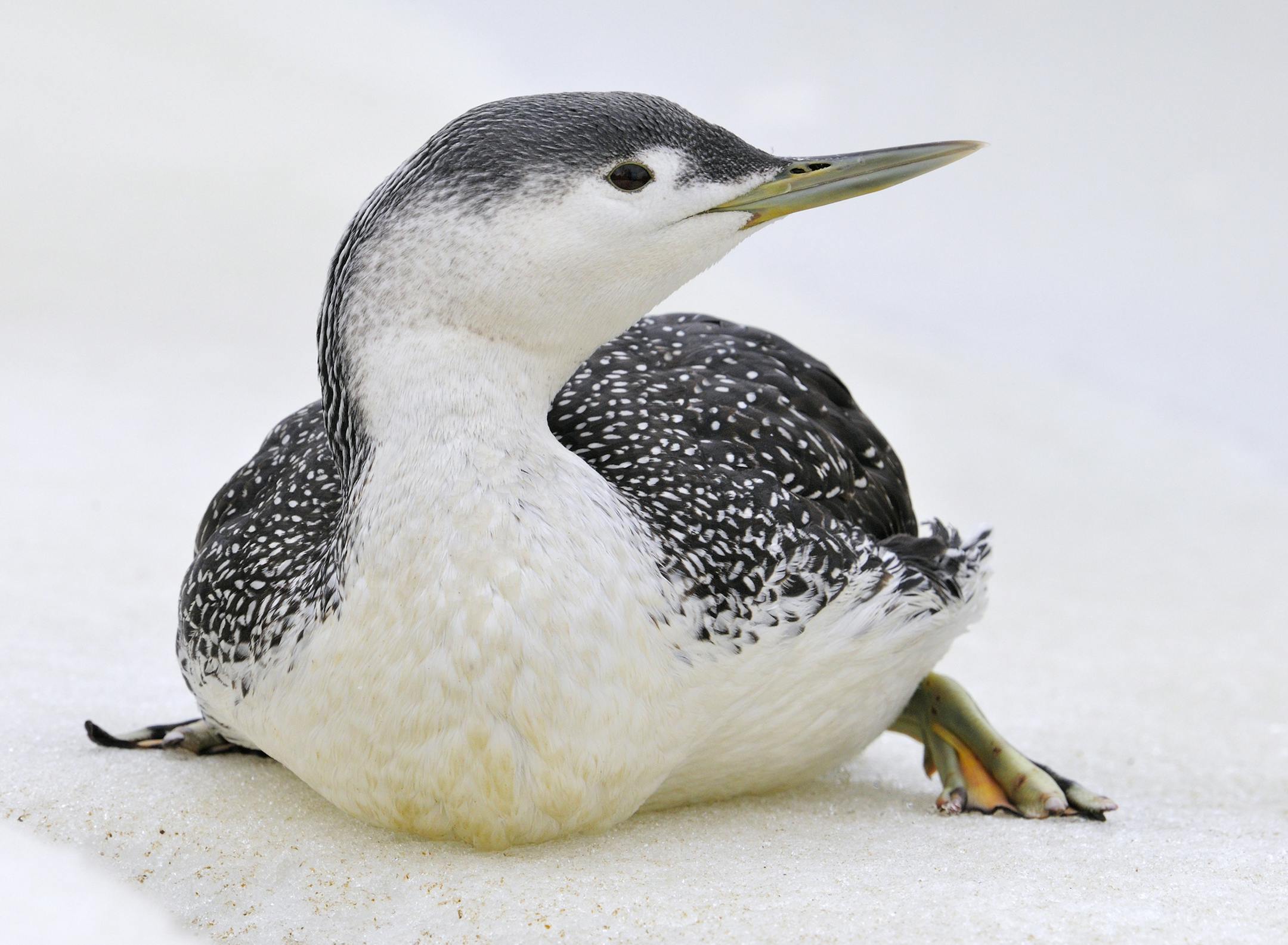 This red-throated loon in winter plumage was spotted on March 14th along the Mississippi River in Brainerd. Red-throated loons nest in the Arctic region and are rarely spotted in Minnesota.