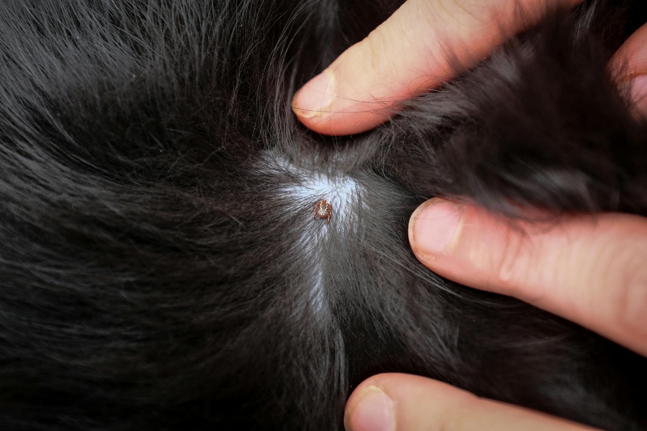 A tick latched onto Onyx.
