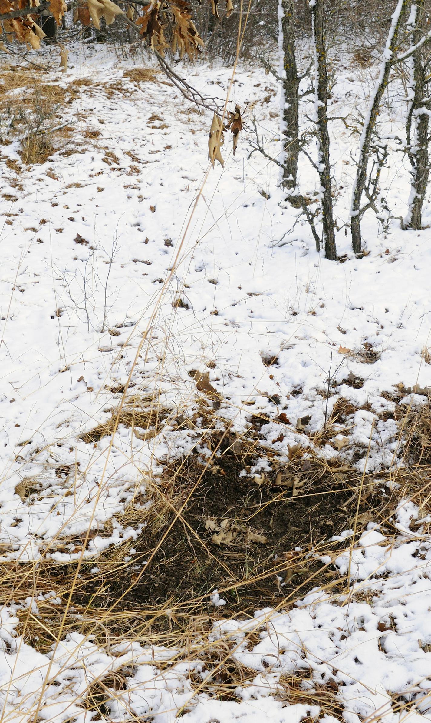 A buck scrape in fresh snow is located under an overhanging branch, as is typically the case during the fall rutting season.