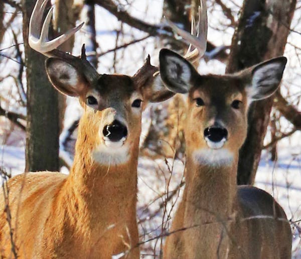 White-tailed deer in southeast Minnesota. (Dennis Anderson/Minneapolis Star Tribune/TNS) ORG XMIT: 1209910