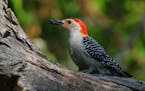 Photo by Don Severson
A red-bellied woodpecker, a sunflower seed held firmly in its beak, heads away from a feeder to cache the food for later consump