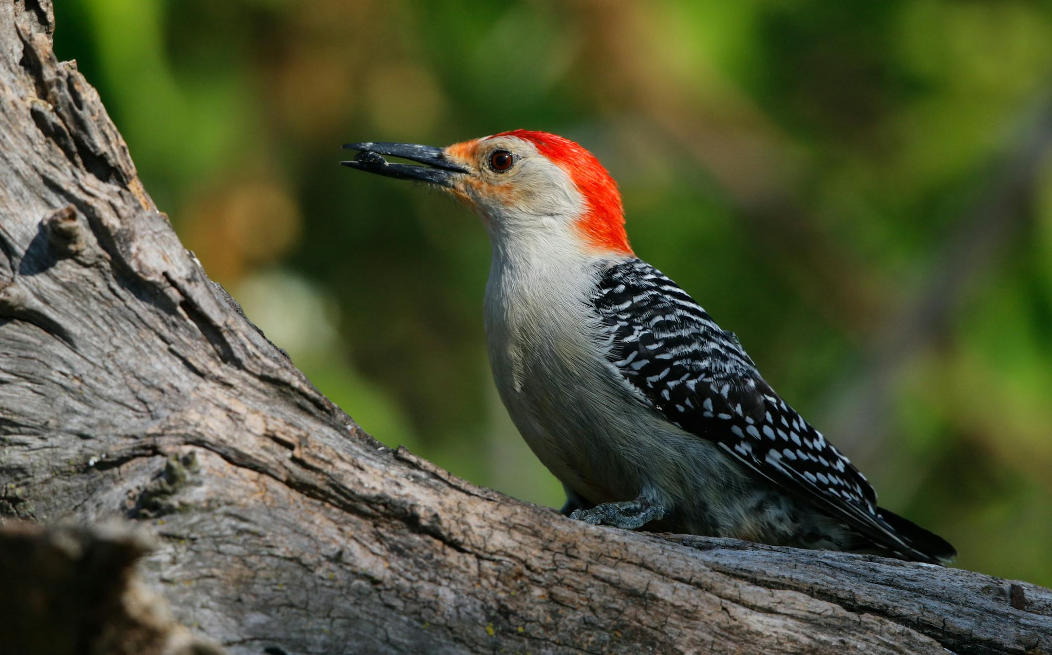 Photo by Don Severson
A red-bellied woodpecker, a sunflower seed held firmly in its beak, heads away from a feeder to cache the food for later consumption.