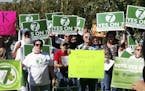 FILE - In this Oct. 28, 2016 file photo, supporters of Arkansas Issue 7, a medical marijuana initiative that would have allowed patients with certain 