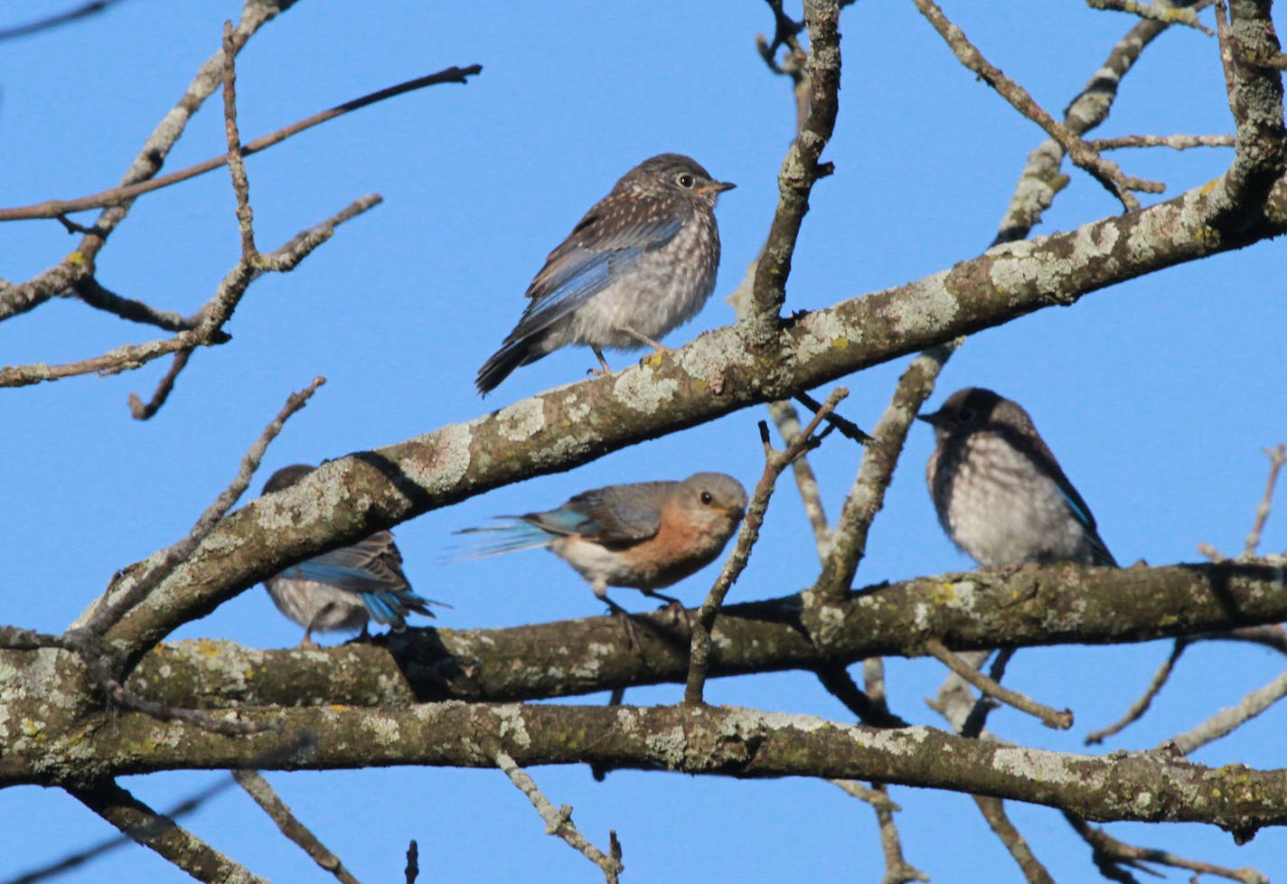 A trio of blotchy young bluebirds surrounds their mother, begging for a meal. It&#xed;s tougher for parents to keep their brood fed as they disperse into trees and shrubs. credit: Don Severson