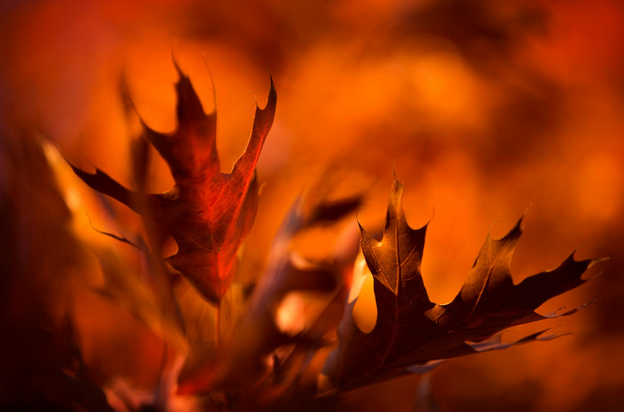 Like flames from an autumn fire, golden leaves from an oak tree are illuminated by evening sun.