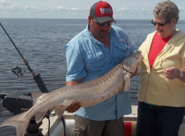 FIRST TIME Andrea Barum of Burnsville caught and released this 55-pound, 52-inch sturgeon on Lake of the Woods. She caught it with a minnow and fought