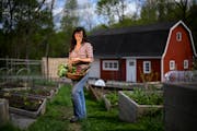 How an Instagram star and Master Gardener stretches Minnesota's growing season