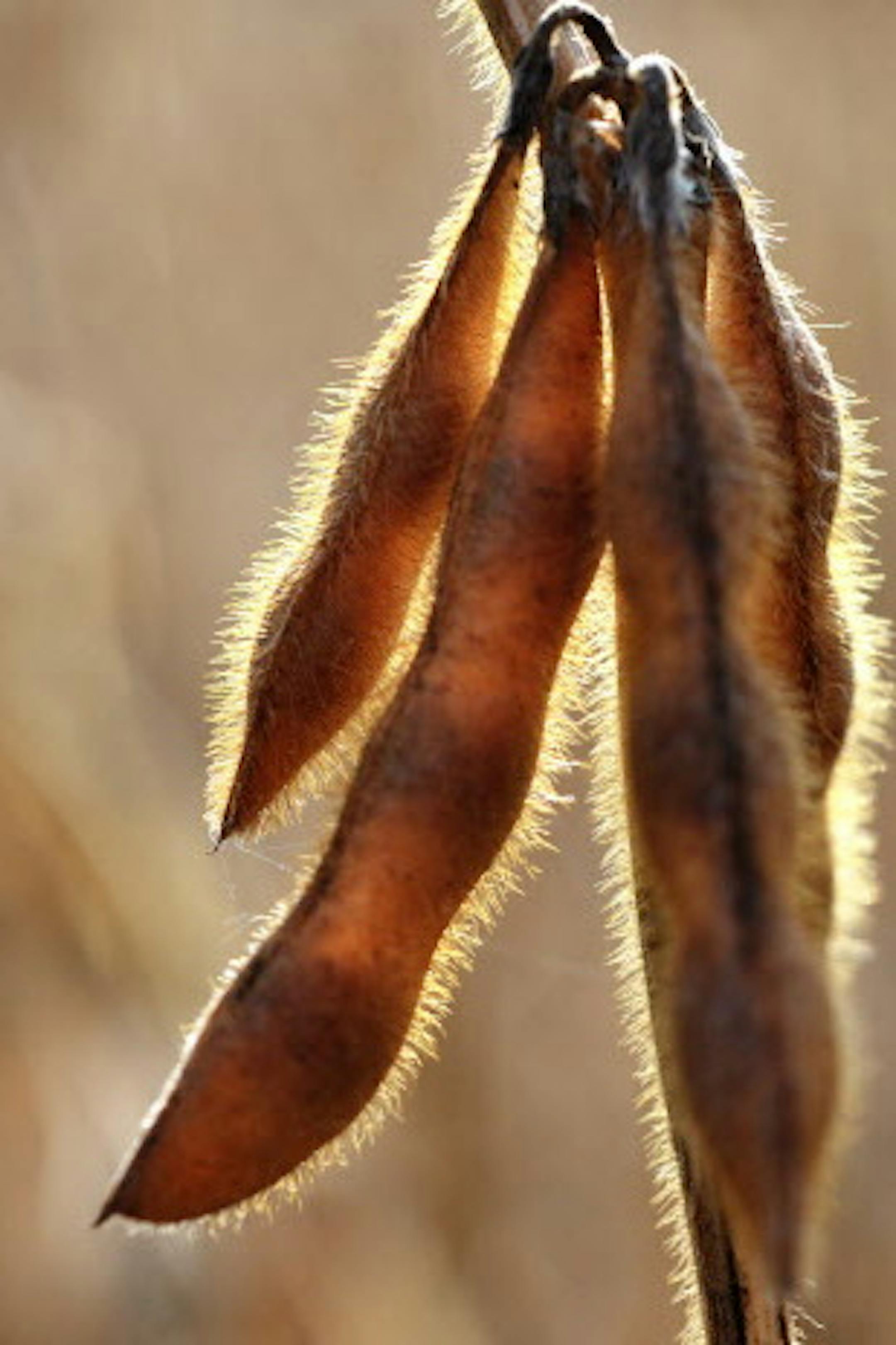 GLEN STUBBE • gstubbe@startribune.com -- Monday, October 26, 2009 -- Rogers Minn. Due to a late spring and unusually wet weather this season's crops remain in fields much later than usual. This soybean crop near Rogers, Minnesota is ready to harvest but fields are soft and muddy.
